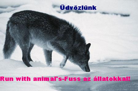 Run with animal's-Fuss az llatokkal